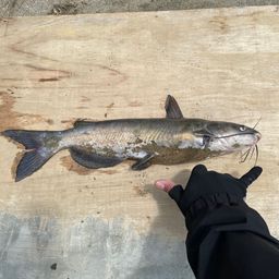 アメリカナマズ