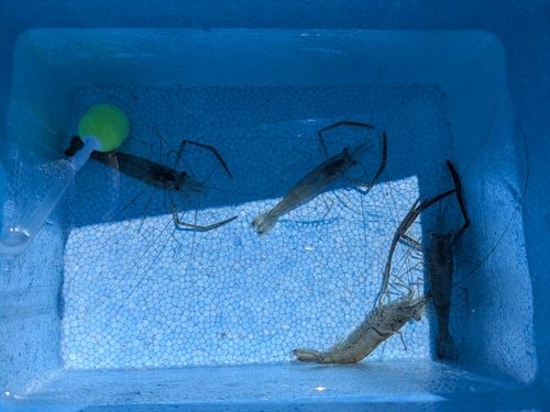 テナガエビの釣果