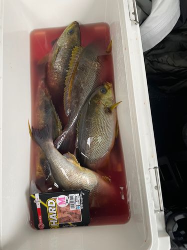 イサキの釣果