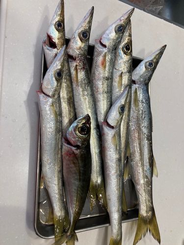 カマスの釣果