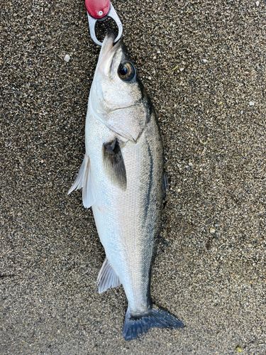 フッコ（マルスズキ）の釣果