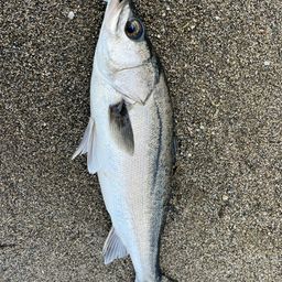 フッコ（マルスズキ）