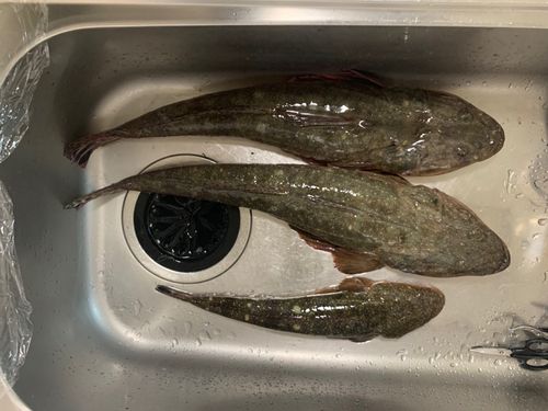 マゴチの釣果