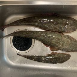 マゴチ