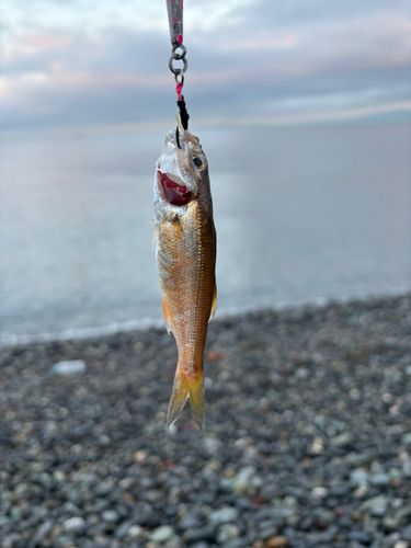 ムツの釣果