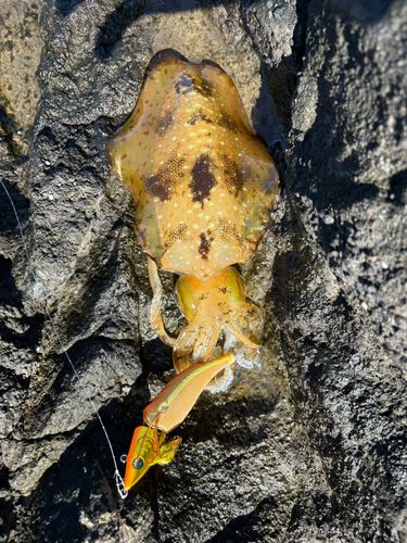 アオリイカの釣果