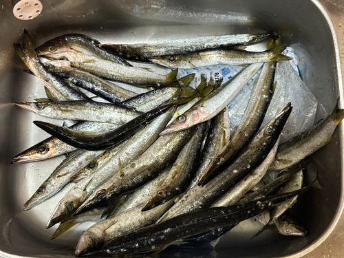 カマスの釣果