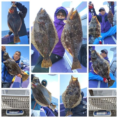ヒラメの釣果
