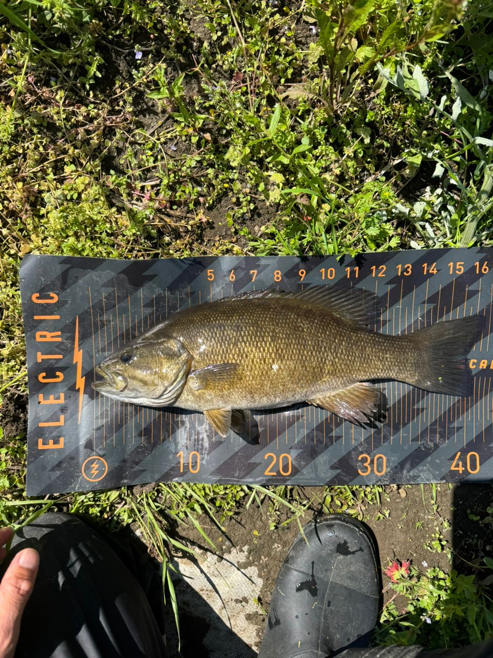 スモールマウスバス