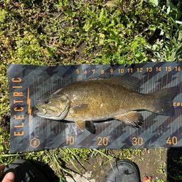 スモールマウスバス