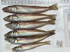 キスの釣果
