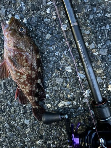 カサゴの釣果