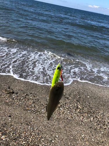 シタビラメの釣果