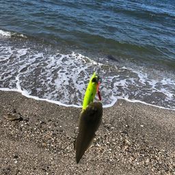 シタビラメ