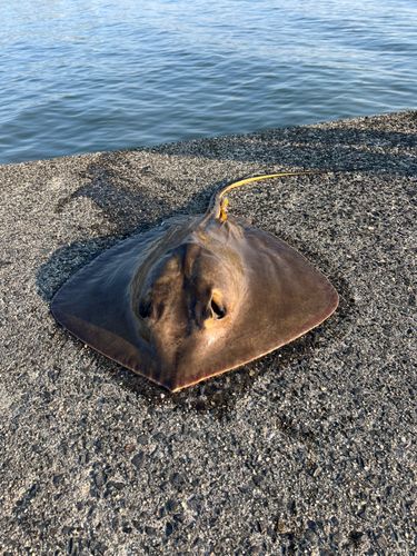 エイの釣果