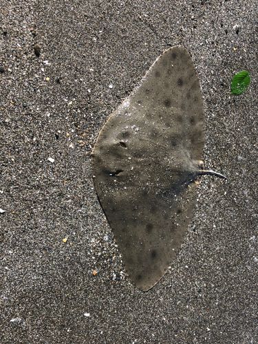 ツバクロエイの釣果