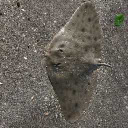 ツバクロエイ