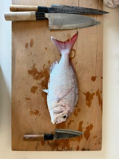 タイの釣果