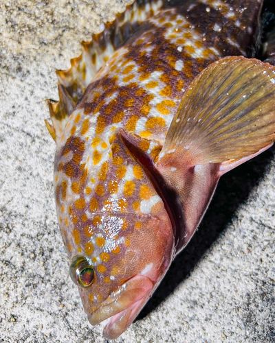 キジハタの釣果