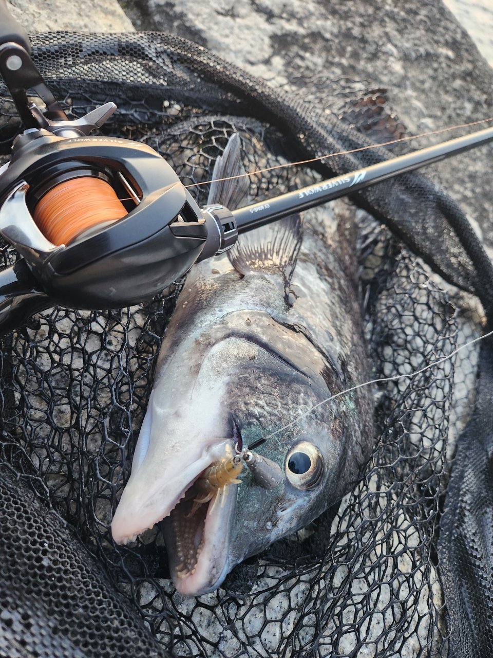 DAIWA 22シルバーウルフ SV TW PE スペシャル 1000XHLの最安値 DAIWA 22シルバーウルフ SV TW PE スペシャル 1000XHLの最安値