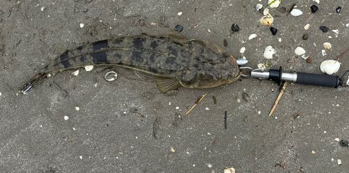 マゴチの釣果