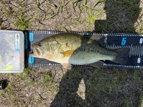 ブラックバスの釣果
