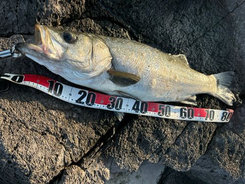 ヒラスズキの釣果