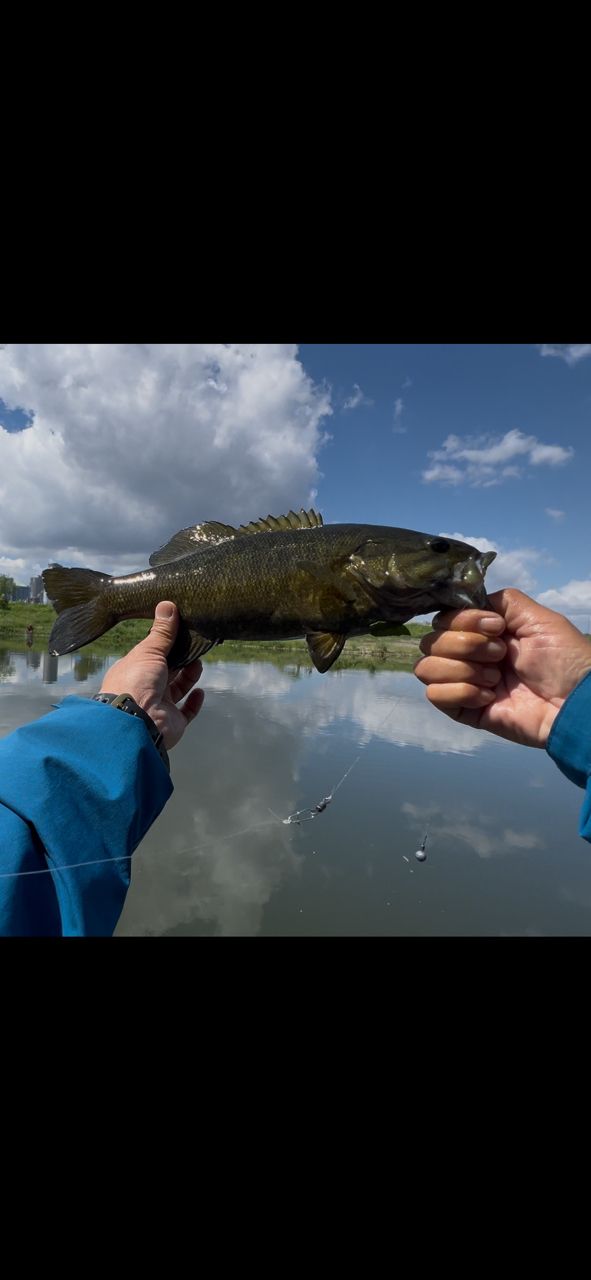 スモールマウスバス