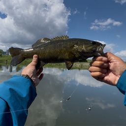 スモールマウスバス