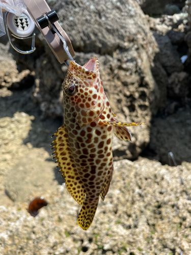 イシミーバイの釣果