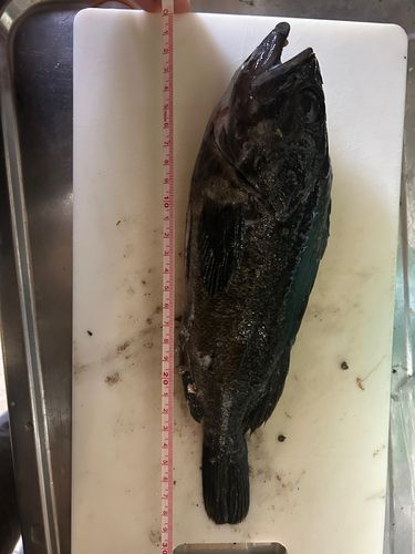 クロソイの釣果