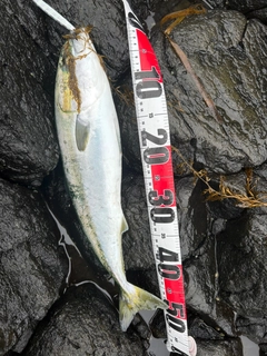 ワラサの釣果