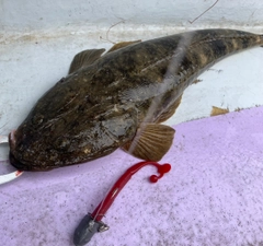 マゴチの釣果
