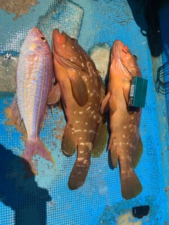 キジハタの釣果