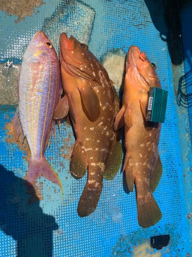 キジハタの釣果