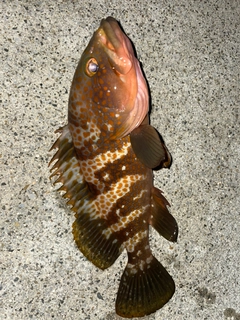 キジハタの釣果