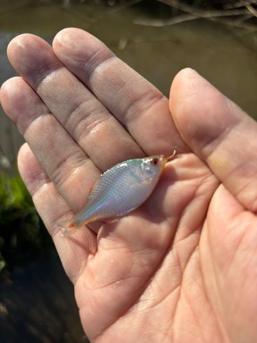 タイリクバラタナゴの釣果