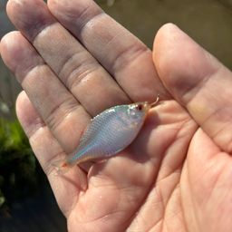 タイリクバラタナゴ