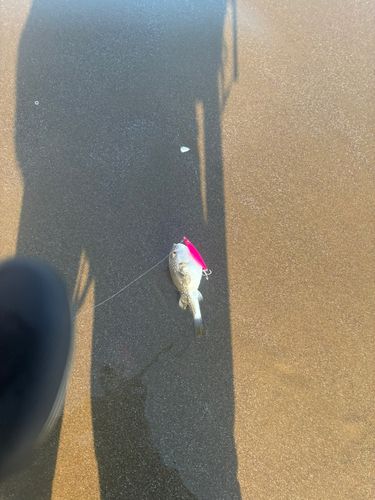 クサフグの釣果