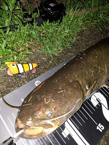 オフィスユーカリ(office eucalyptus) ぽち(ぽち) - アングラーズ