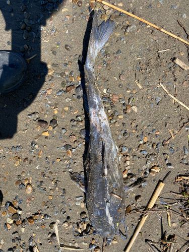 アメリカナマズの釣果