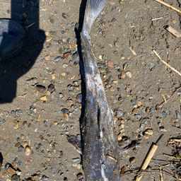 アメリカナマズ