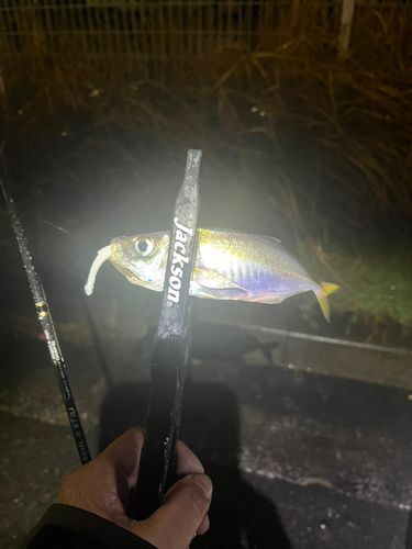 マアジの釣果