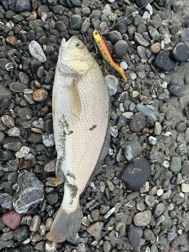 シログチの釣果