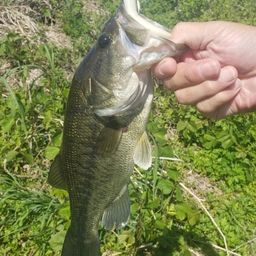 ラージマウスバス