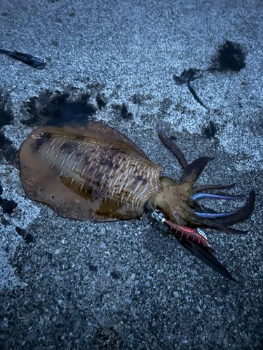 アオリイカの釣果