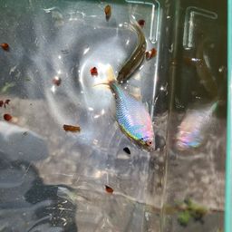 タナゴ