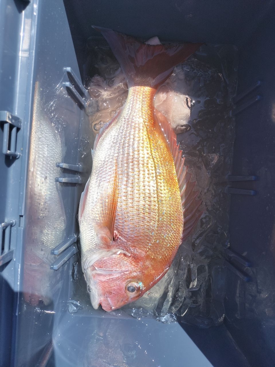 オーツカさんの釣果 1枚目の画像