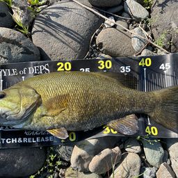 スモールマウスバス