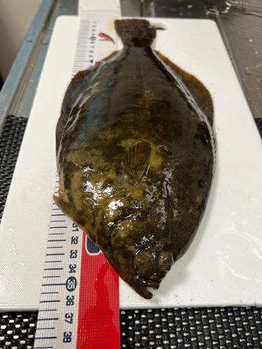 マコガレイの釣果